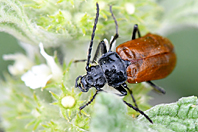 Omophlus lepturoides Omophlus lepturoides